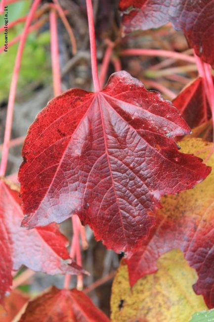 Il colore forte...