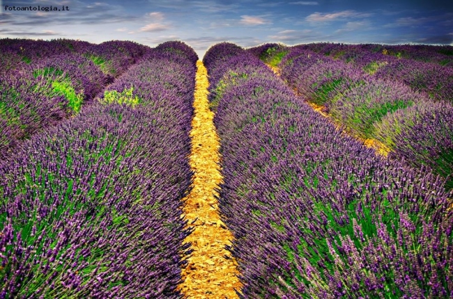 Lavanda in Provenza