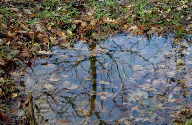 Sottobosco con pioggia