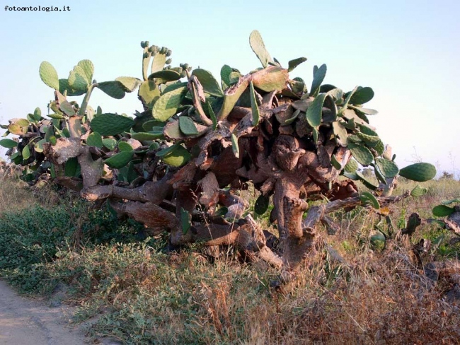 Campagna Siciliana