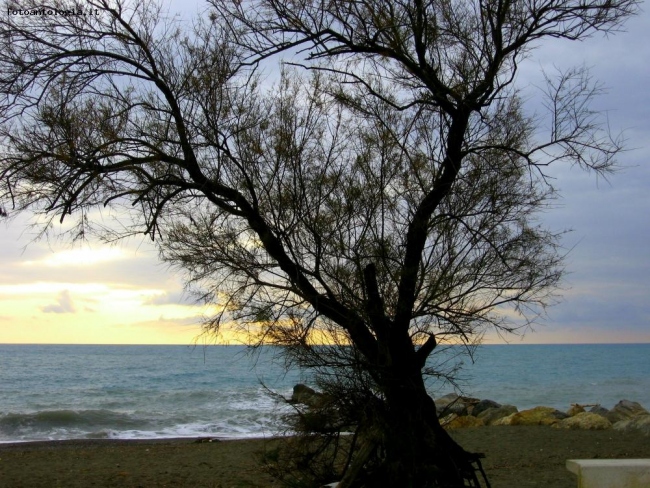 Oltre l'albero...Il tramonto