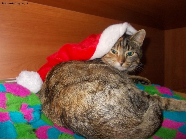 la mia gattina a Natale ;)