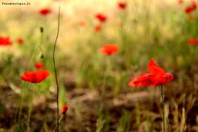 fiori di campo