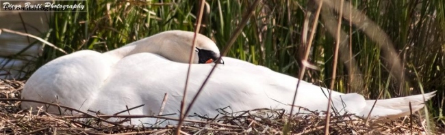 Cigno che dorme