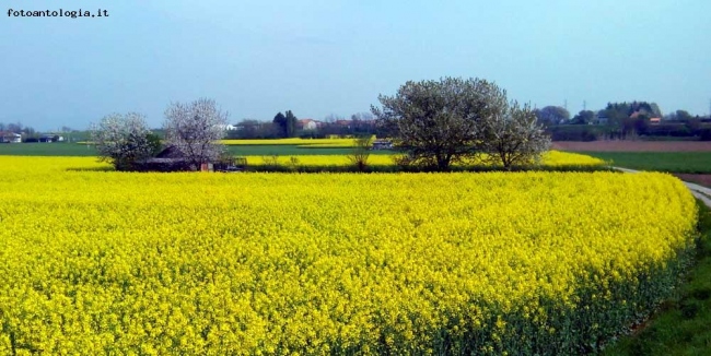 Campagna lombarda