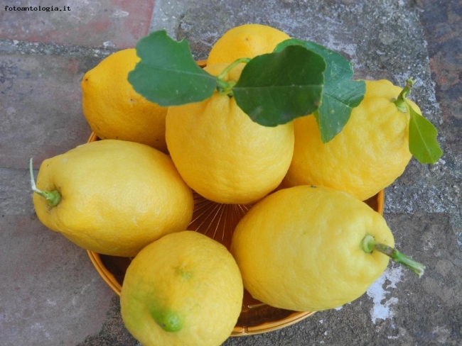 limoni