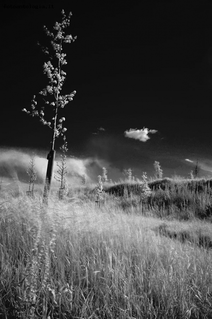 the wind in the young park