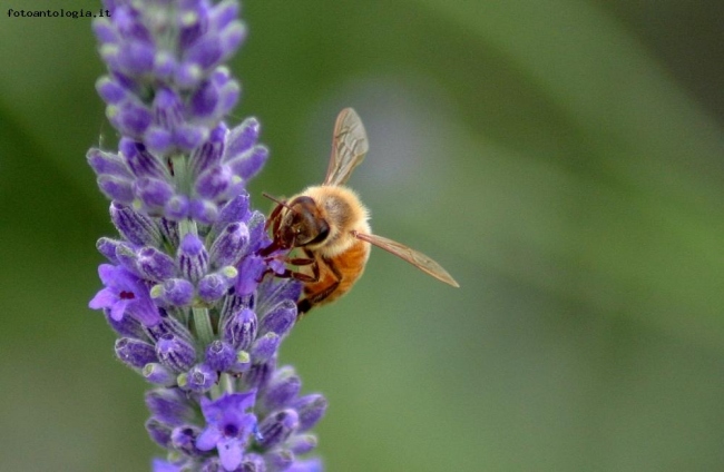 Profumo di lavanda