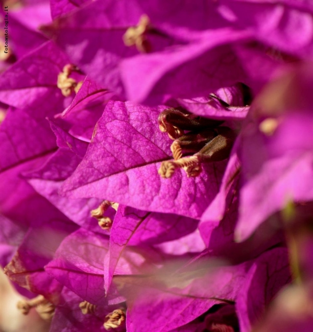 flora fuxia