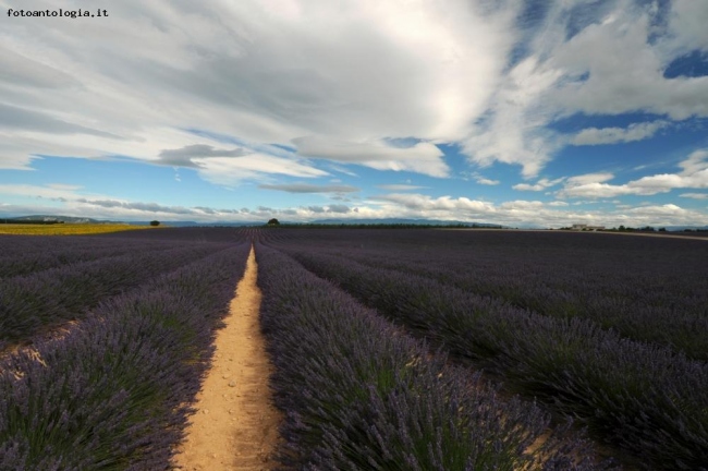 Campo di lavanda