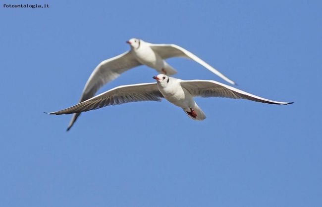 gabbiani in volo