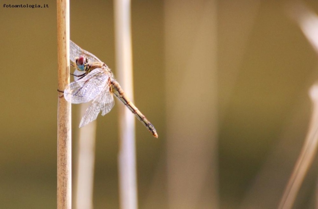 Libellula