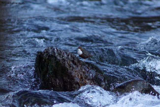 Merlo acquaiolo (Cinclus cinclus )