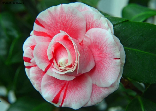 Camelia bonomiana