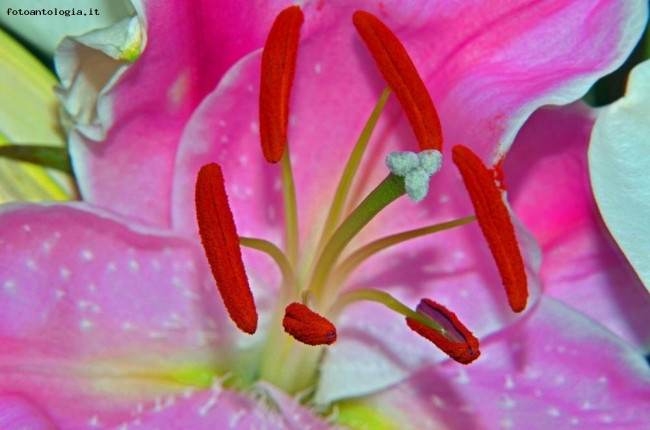 Lilium rosa