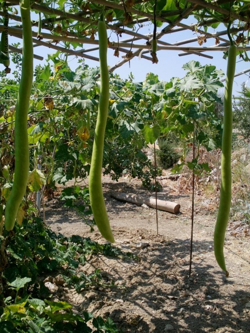 campagna Siciliana