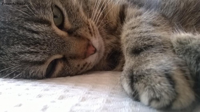 fifi