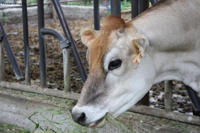 Pomeriggio in cascina