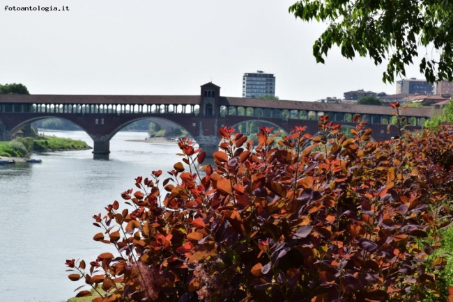 ponte coperto Pavia