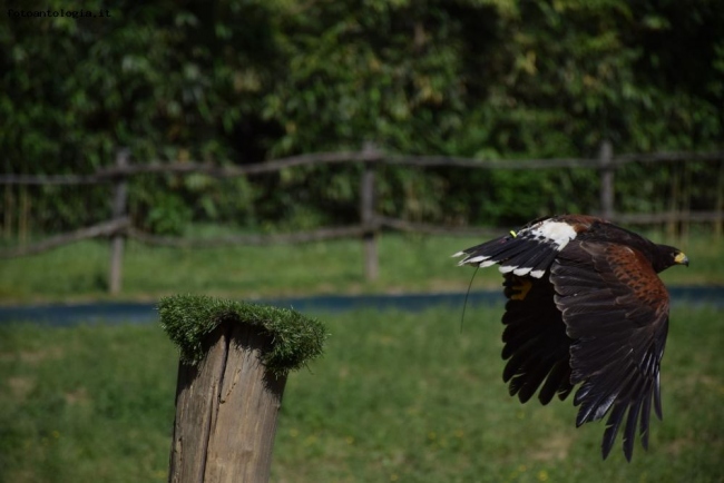 aquila in volo