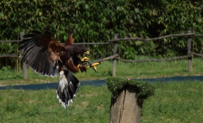 aquila in frenata