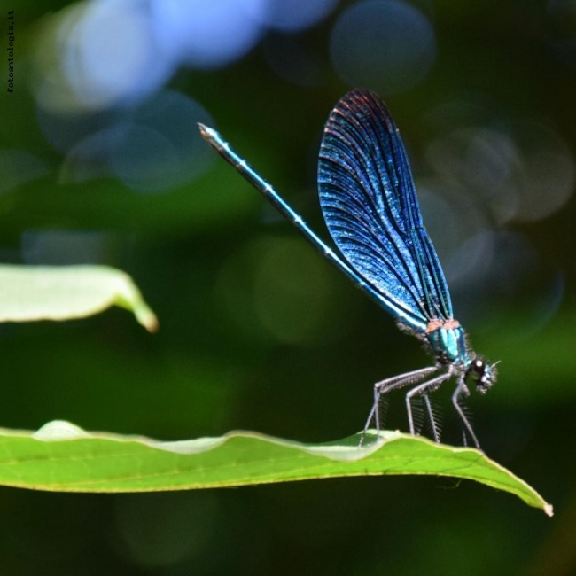 Damigella blu