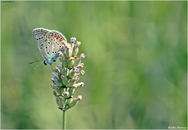 la farfalla