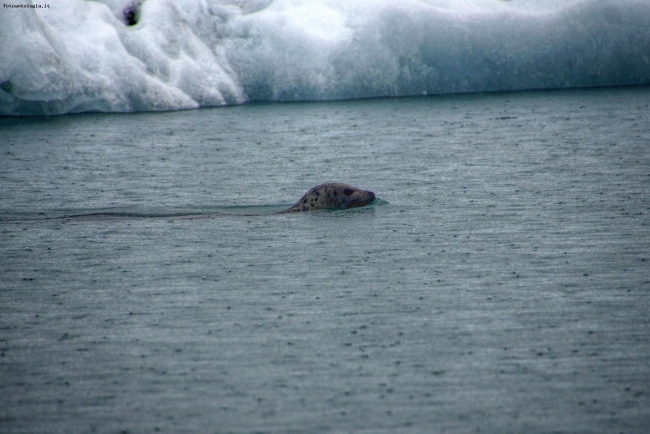 Islanda -Foca Leopardo-