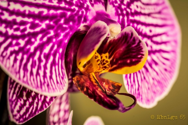 Orchidea... quasi selvaggia!