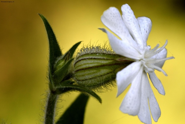 Micro rugiada su un fiorellino di campagna