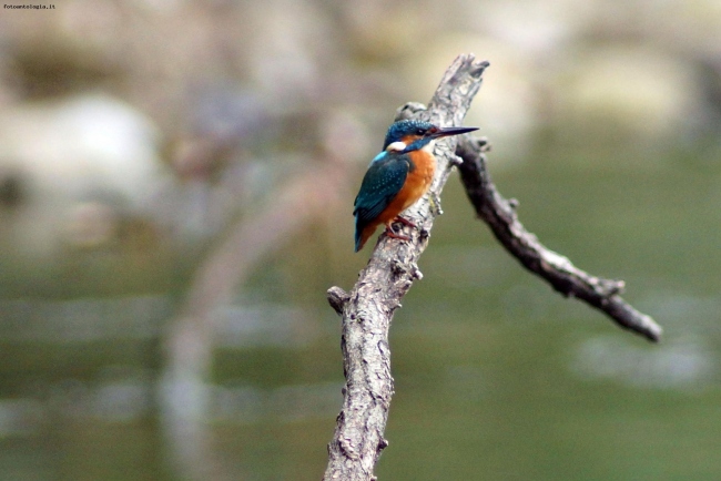 Martin Pescatore (Alcedo atthis)