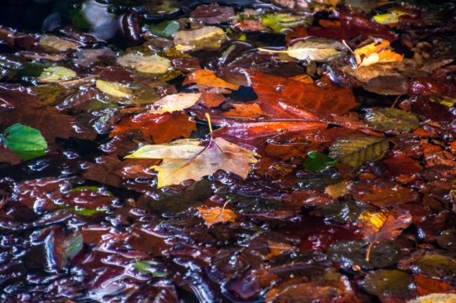 autunno nel lago