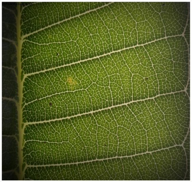 foglia di pomelia