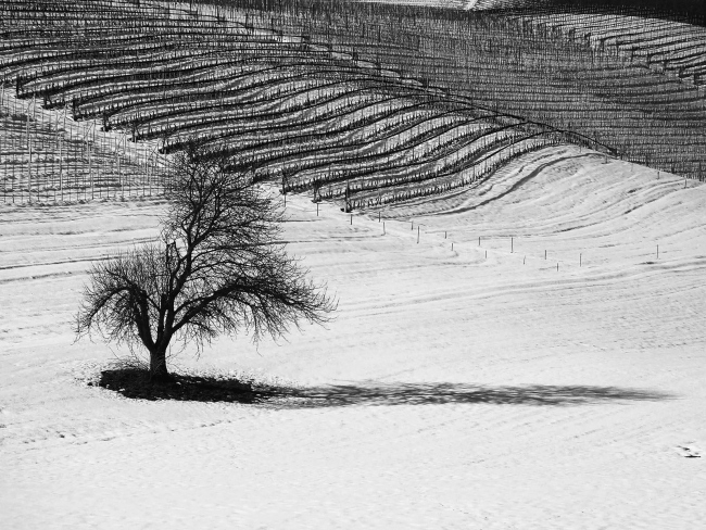 tempo di neve in Langa...