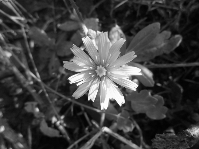 piccolissimo fiore