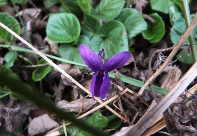 violetta di bosco