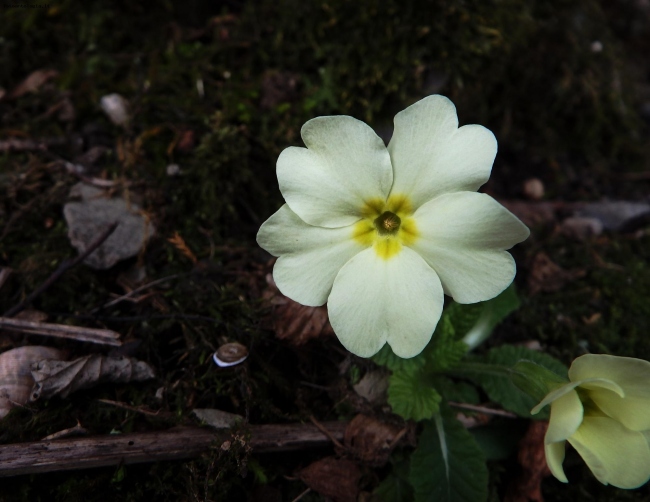 primula di bosco