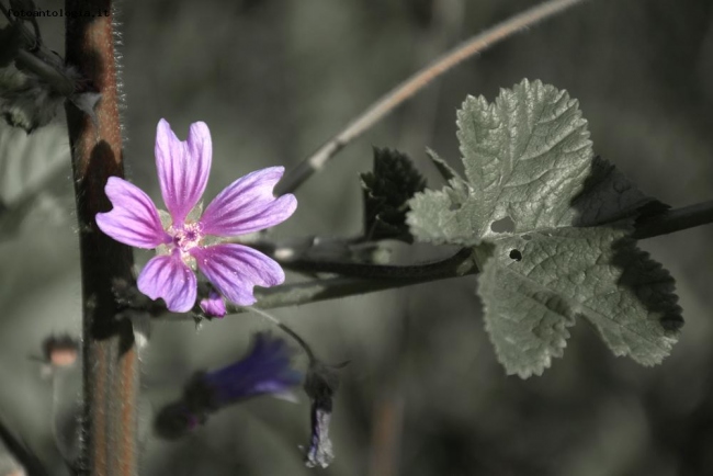 Il fiore viola