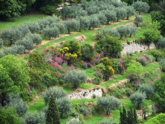 primavera in Provenza