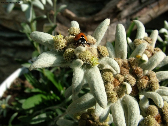 coccinella su stella alpina