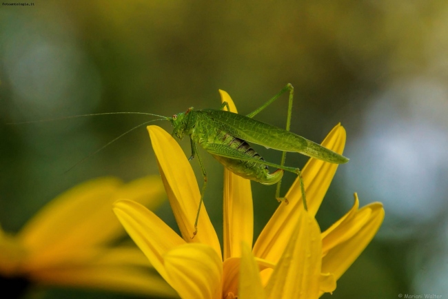 Fiore Con Ospite