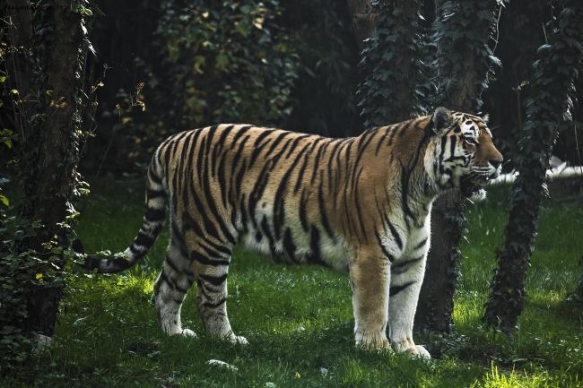 Tigre siberiana