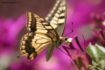 alla ricerca del fiore