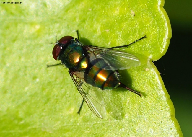 Mosca verde