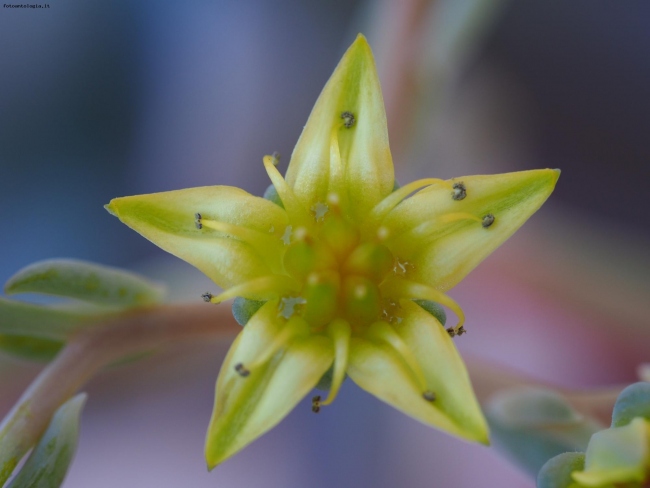 Piccolo fiore pianta grassa