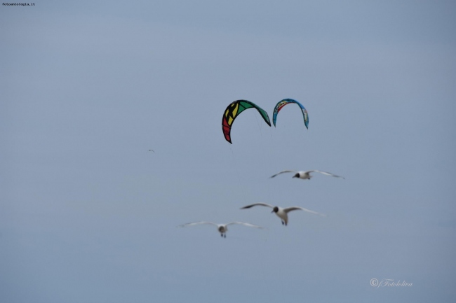 KITESURF CON GABBIANI