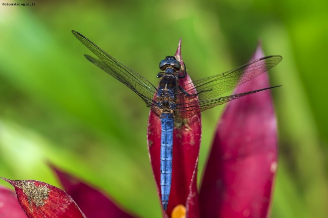 Libellula blu