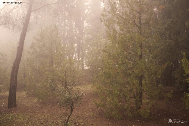La nebbia tra i pini