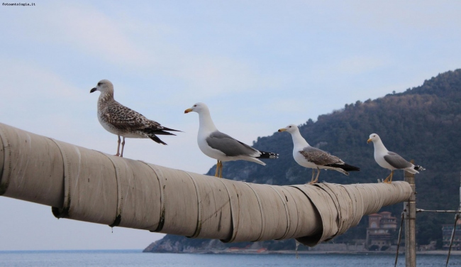 I guardiani del mare