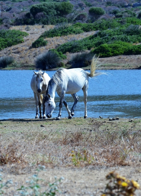 Cavalli all'Asinara